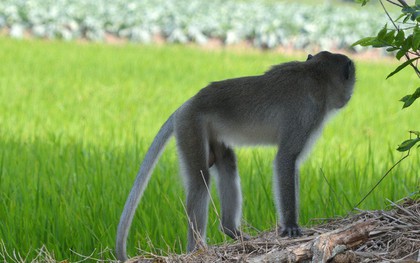 Khỉ đực có bờm như sư tử dẫn cả đàn vào nhà dân phá phách, giành đồ ăn, cắn người ở Sóc Trăng