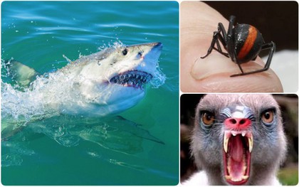 Nước Úc ngập tràn "quái vật" khổng lồ, nhưng con gì giết người nhiều nhất?