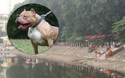 Hà Nội: Đang đi bộ tập thể dục, người đàn ông bị chó Pitbull tấn công kéo xuống mép nước hồ điều hòa