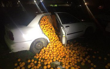 Phát hiện chiếc xe khả nghi, cảnh sát mở kiểm tra thì thấy hơn 4 tấn cam ăn trộm