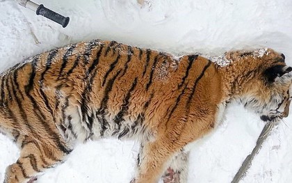 Con hổ Siberia kiệt sức, gục ngã trước cửa nhà dân để cầu cứu