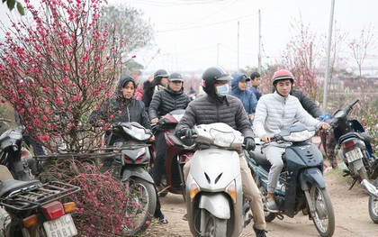 Sát Tết, Nhật Tân tắc nghẽn vì dòng người đổ xô ra tận ruộng mua đào chơi Tết