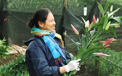 Làng Tây Tựu nhộn nhịp tiếng cười những ngày giáp Tết, người nông dân hy vọng vào một mùa vụ sung túc