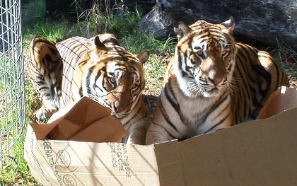 Tất cả mèo trên thế giới đều bị ám ảnh bởi chiếc hộp, kể cả những con mèo to lớn nhất của tự nhiên