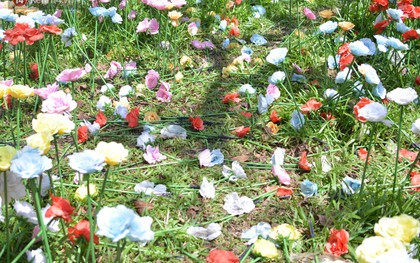 Vườn hoa tulip, hoa hồng trong Thảo Cầm Viên Sài Gòn bị du khách thản nhiên giẫm đạp
