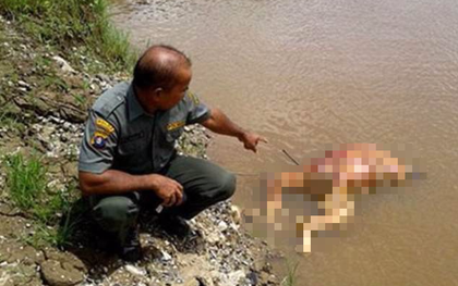 Bức hình chú đười ươi bị bắn 17 phát, đốt trụi lông, thi thể không toàn vẹn bị quăng xuống sông gây phẫn nộ trên MXH