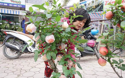 Bonsai táo Trung Quốc bị đồn có độc: Ông chủ vặt quả ăn tại chỗ