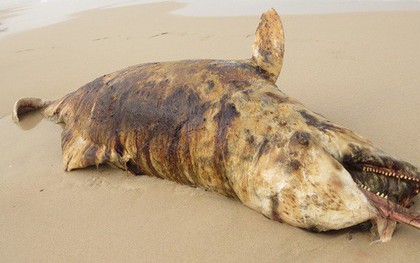 Phát hiện 3 xác cá "thiêng" chết và dạt cùng lúc vào biển Quảng Bình