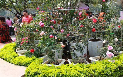 Sẽ trưng bày hơn 1.000 gốc hồng thật sau khi BTC gây thất vọng vì nhiều hoa giả và héo trong lễ hội Bulgaria năm ngoái