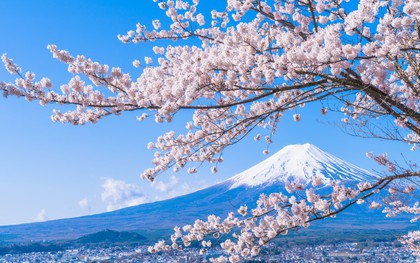 Sakura - loài hoa "chứng nhân lịch sử" cho Nhật Bản trong suốt hàng thế kỷ