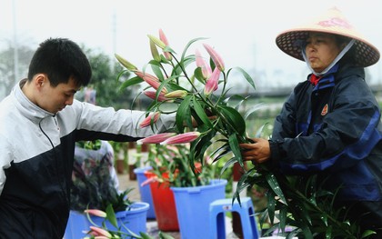 Nông dân Tây Tựu điêu đứng vì hoa ly nở muộn, nhưng không có chuyện một cành ly giá chỉ 2.000 đồng