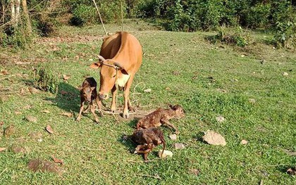 Kỳ lạ bò sinh một lúc 3 con bê ở Quảng Nam