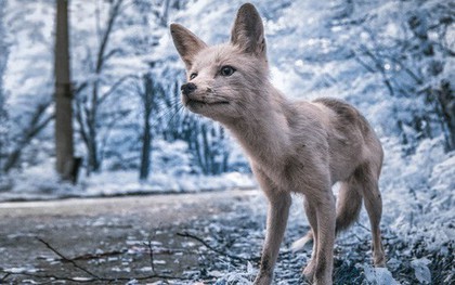 Ghé thăm Vùng Đất Cấm Chernobyl qua góc nhìn của máy ảnh hồng ngoại
