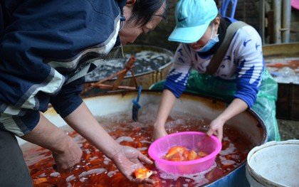 Chợ cá lớn nhất Hà Nội nhộn nhịp trước giờ ông công ông táo về chầu trời