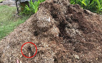 Soi kỹ vào đống cỏ mục vườn nhà, gia đình hoảng sợ khi thấy thứ nguy hiểm chết người rình rập