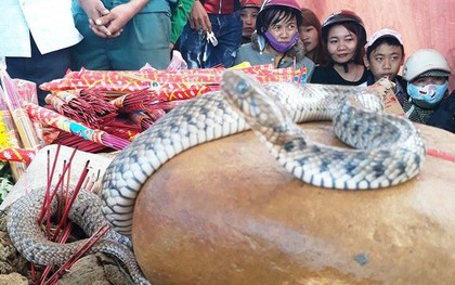 Hai con rắn xuất hiện trên ngôi mộ vô danh, hàng nghìn dân tập trung cúng bái