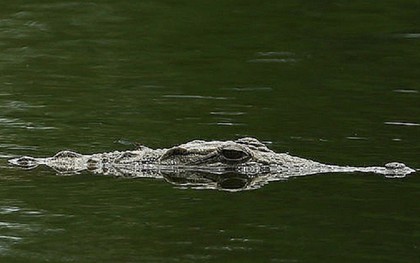 Thực hư thông tin "cá sấu nổi trên sông" ở Cà Mau