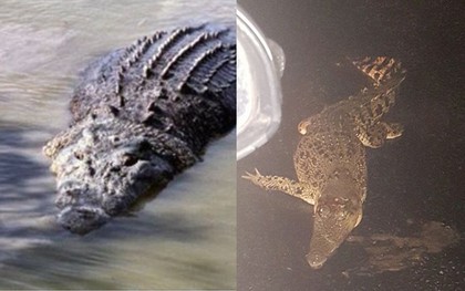 Úc: Mùa mưa mới tới, cơn ác mộng trăn rắn bò vào tận nhà, cá sấu khổng lồ bơi trước cửa khiến người dân lo lắng