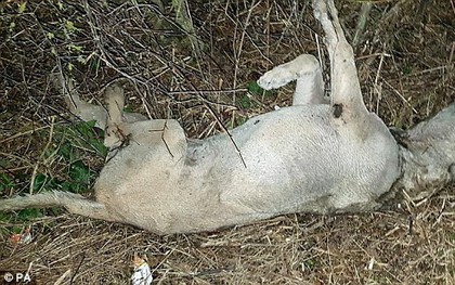 Phát hiện nhiều xác chó chết bí ẩn ở nông thôn Anh