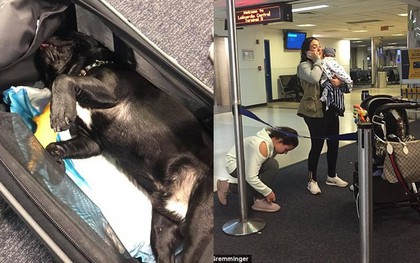 Chú chó bulldog chết thảm trên chuyến bay của United Airlines sau khi tiếp viên hàng không yêu cầu nhét vào khoang hành lý