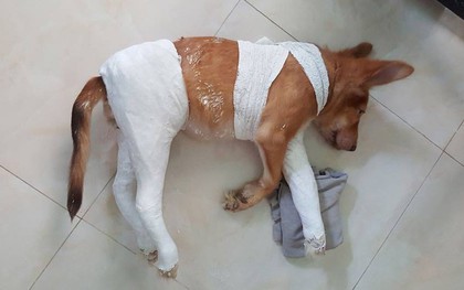 Chủ chú chó "thánh nhọ": "Em ấy bị gãy 2 chân vì đi toilet, nằm lăn qua lăn lại gãy luôn chân thứ 3"