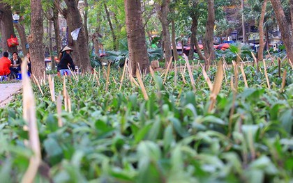 Hà Nội cắm hàng trăm chông tre nhọn hoắt để bảo vệ vườn hoa quanh hồ Giảng Võ, người dân phản ứng vì quá nguy hiểm