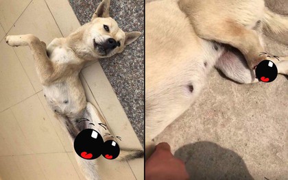 Nghị lực sống của Bằng: Chú chó nhỏ bị dính bẫy, tự dứt đứt chân để trở về nhà sau 20 ngày lưu lạc