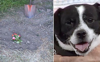 Đau đớn chôn chú chó cưng bị xe đụng chết, 14 tiếng sau cả nhà không tin nổi điều đang đợi họ trước cửa
