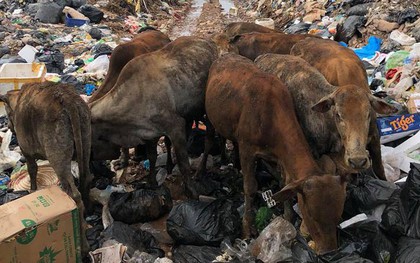 Bức hình khiến nhiều người lo ngại: Đàn bò mò tìm thức ăn trong "đế chế" rác khổng lồ ở Phú Quốc