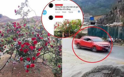 Xuất hiện thông tin mới vụ "cây hoa hồng đắt giá bị người lạ đánh ô tô vào tận nhà cuỗm mất"