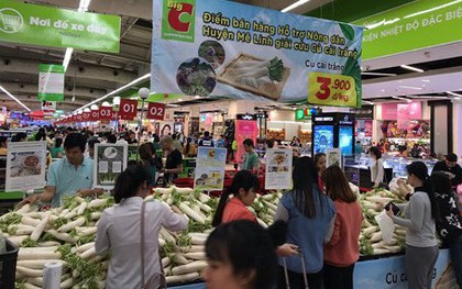 3 ngày "giải cứu" củ cải trắng: Tiêu thụ 50 tấn, còn 1000 tấn chờ thu hoạch