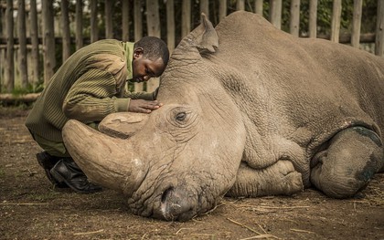 Bức ảnh khiến cả thế giới thổn thức: Người kiểm lâm nín lặng bên thi thể chú tê giác trắng đực Bắc Phi cuối cùng