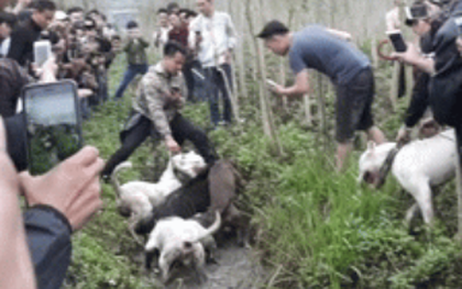 CLB chó săn cho chó "tử chiến" với lợn rừng: Chúng tôi vẫn chơi vì pháp luật không cấm
