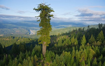 Đây là cái cây cao nhất thế giới, và là niềm tự hào của cả nước Mỹ