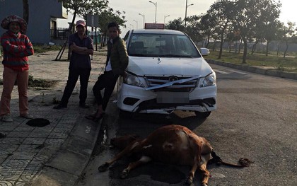 Đàn bò ngủ giữa đường phố Đà Nẵng, một con giật mình đâm đầu vào taxi chết