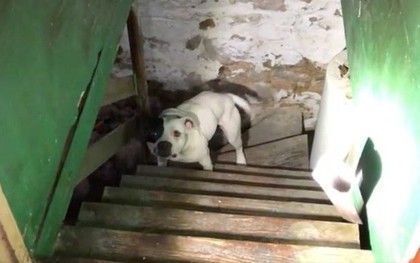 Dọn đến nhà mới, khách thuê nhà giật mình khi tìm thấy chú chó bị chủ cũ buộc chờ chết trong hầm
