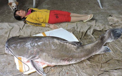 Cần thủ Đắk Lắk câu được cá Lăng đuôi đỏ siêu "khủng" nặng gần 1 tạ