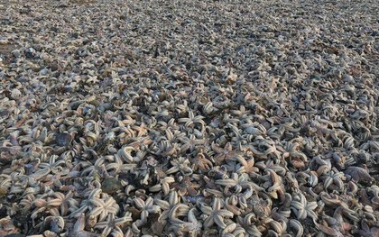 "Quái vật phương Đông" tràn qua châu Âu, hàng chục nghìn con sao biển chết trôi dạt vào bờ biển
