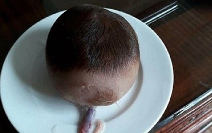 Thanh Hoá: Cận cảnh “sọ dừa” do bò đẻ gây xôn xao dư luận