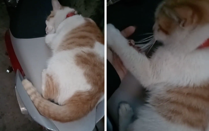Clip: Sen sáng nào cũng đi làm muộn vì boss nhất quyết không cho ra khỏi nhà