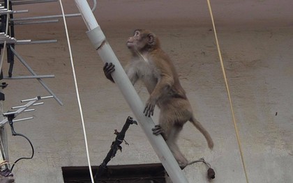 Khỉ hoang bất ngờ xuất hiện quậy phá khu dân cư ở Hà Nội