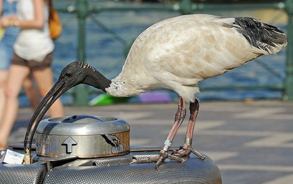 Ở thời Ai Cập cổ đại, có "gan cùng trời" giết loài chim này, án tử sẽ chờ bạn