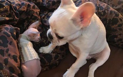 Chuyện 2 con boss lầy: Mèo Sphynx nhẵn thín nhưng lại bị tắc lông chó trong ruột vì nghịch không biết điểm dừng