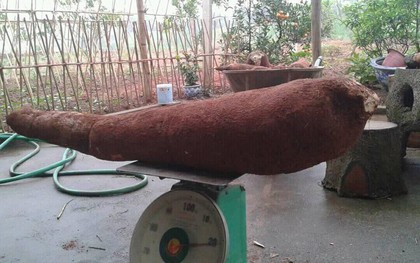 Phú Thọ: Người dân đào được củ sắn khổng lồ nặng hơn 20kg, đâm xuyên cả đường nhựa chui lên