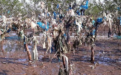 Ảnh: Kinh hoàng rừng cây treo đầy rác ở Thanh Hoá