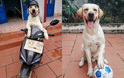 Trịnh Văn Củ Cải: Chú chó siêu thông minh, có thể làm toán và phân biệt logo đội bóng