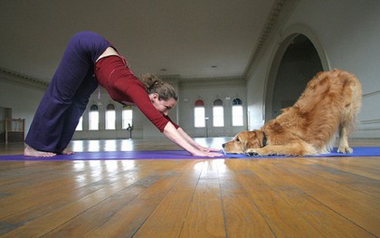Bạn đã biết đến Doga - Trào lưu kỳ lạ tập yoga cùng... cún?