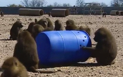 Bốn con khỉ dùng thùng phuy trốn trại nghiên cứu thành công, một trong ba con lên đến bờ tường thì nghĩ lại và quay về