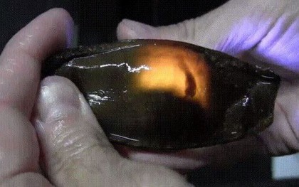 Đây là trứng cá mập: nhìn giống nòng nọc mà có “lòng đào” giống trứng gà đến lạ