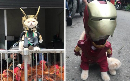 Rũ bỏ hình ảnh hoàng thượng, chú mèo tên Chó hoá thân thành anh hùng Avenger "oanh tạc" chợ cá Hải Phòng